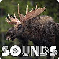 Moose Sound Ringtones