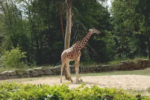 Giraffe Wallpapers 2 Screenshot 2