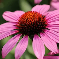 Echinacea Flower Wallpapers HD