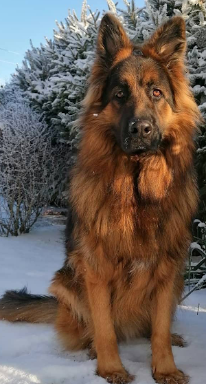 German Shepherd Wallpapers Screenshot 1