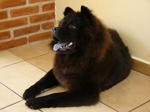 Chow Chow Wallpapers Screenshot 1