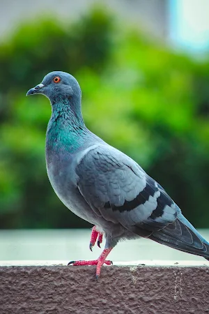 Pigeon Wallpapers Screenshot 1