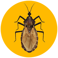 Triatoma Infestans AR