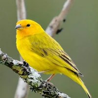 Canto do Canário da Terra