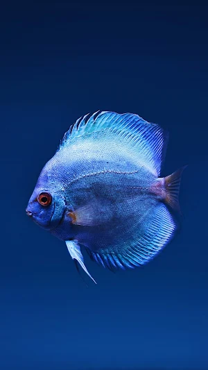 Betta Fish Wallpaper Screenshot 1