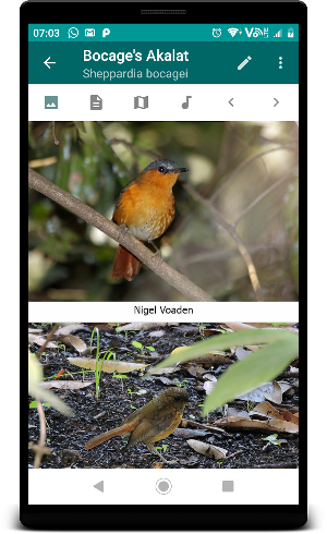 Birds of Zambia Screenshot 2