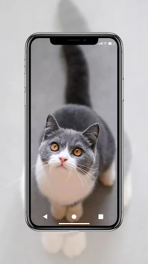 Cute Cat Wallpaper HD Screenshot 2