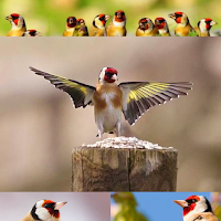 اجمل صوت تغريد حسون