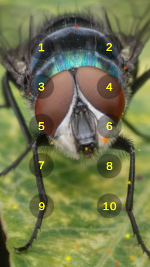 Blow Fly Flies Buzzing Sounds Screenshot 1