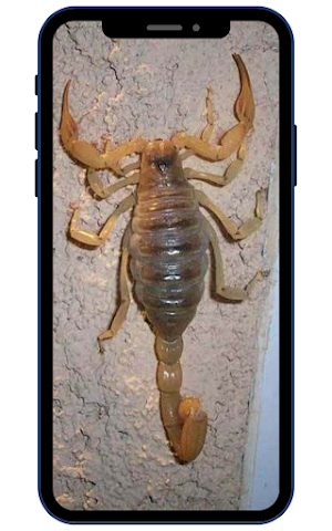 Scorpion Wallpapers Screenshot 1