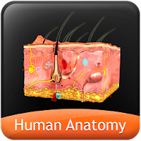 HumanAnatomy-Integumentary