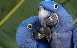 Hyacinth Macaw Wallpaper HD Screenshot 1