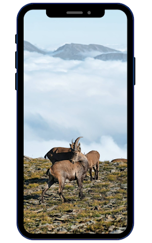 Goat Wallpapers Screenshot 3