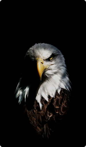 Eagle Bird Wallpaper Screenshot 1