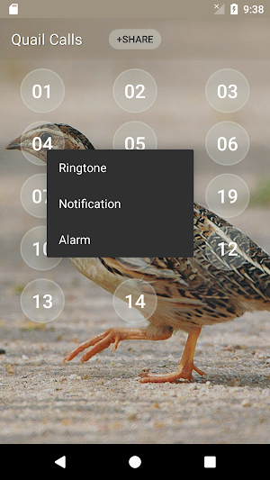 Quail Bird (Animal) Sounds Screenshot 2