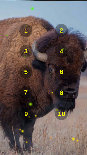 Bison Wild Ox Aurochs Sounds Screenshot 2