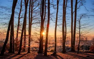 Forest wallpapers Screenshot 3