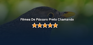 Fêmea De Pássaro Preto Chamand Screenshot 0