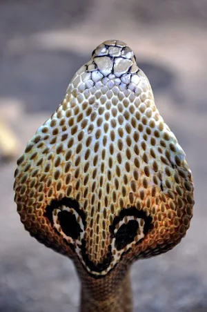 King Cobra Snake Wallpapers Screenshot 2
