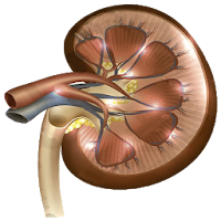Creatinine Clearance Rate