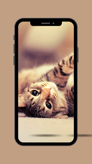 Cat Ringtone Screenshot 2