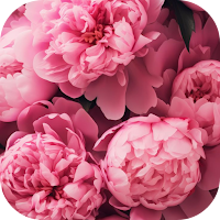 pink flower wallpaper