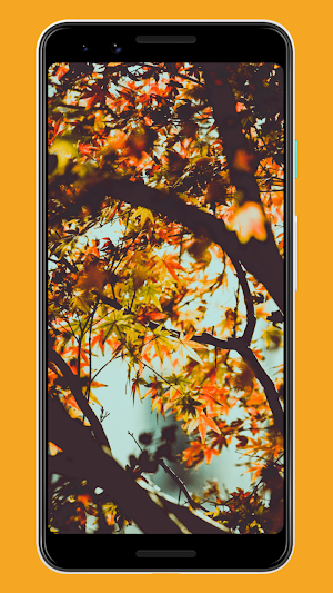 Fall Wallpapers & Backgrounds Screenshot 1