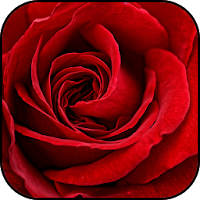 Rose wallpapers