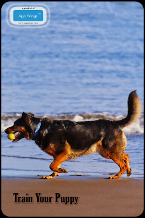 Train Your Puppy Screenshot 0