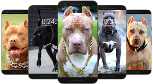 Pitbull Wallpaper HD Screenshot 1