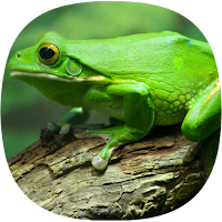 Frog Ringtones