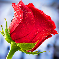 Roses Stickers for WhatsApp