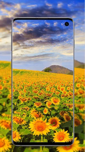 Sunflower Wallpaper Screenshot 2
