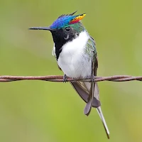 horned sungem Bird Wallpapers