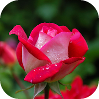 rose flower pic