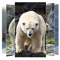 Polar Bear Wallpapers