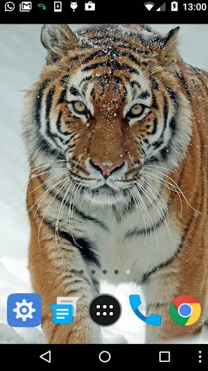 siberian tiger wallpaper Screenshot 1