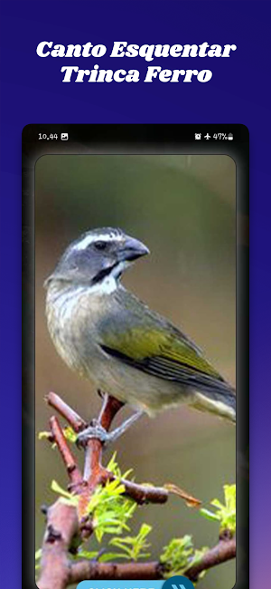 Canto Esquentar Trinca Ferro Screenshot 0