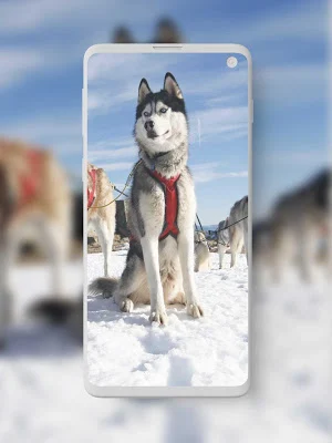 Animal Wallpapers Screenshot 1