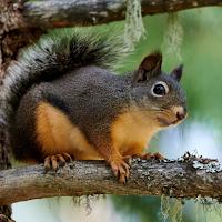 Squirrel Sounds ~ Sboard.pro