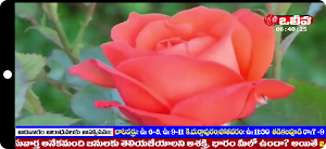 OLIEVA TV - Mobile Screenshot 3