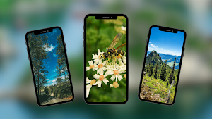 Summer Wallpapers Screenshot 0