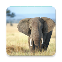 Elephant Sound Collections ~ Sclip.app