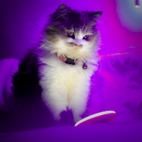 cute kitten  _ cat wallpapers