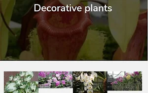 Decorative plants Screenshot 0