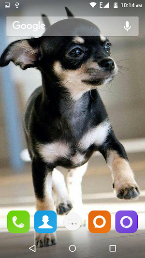 Chihuahua Dog Wallpapers Hd Screenshot 3
