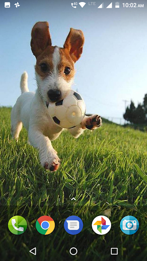 Cute Puppies Wallpaper Screenshot 2