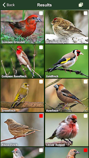 All Birds Netherlands - A Sunbird Field Guide Screenshot 1