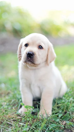 Labrador Retriever Screenshot 2