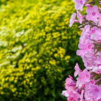 Garden Phlox Wallpaper